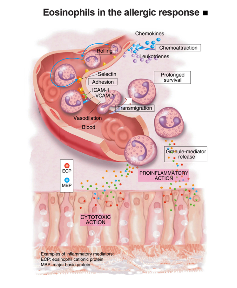 Eosinofil