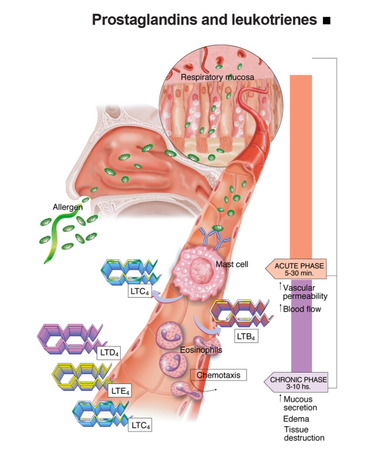 Prostaglandin dan Leukotrien